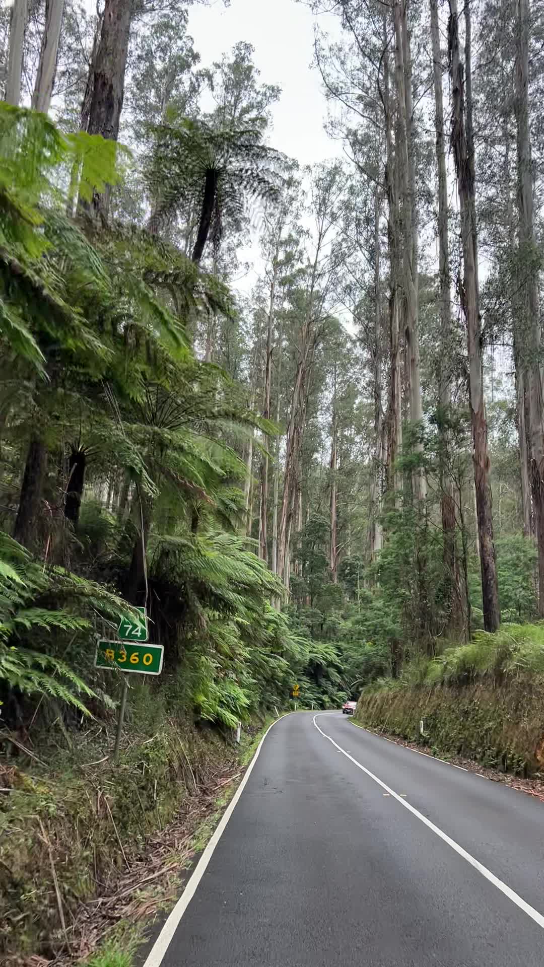 Black Spur Drive
