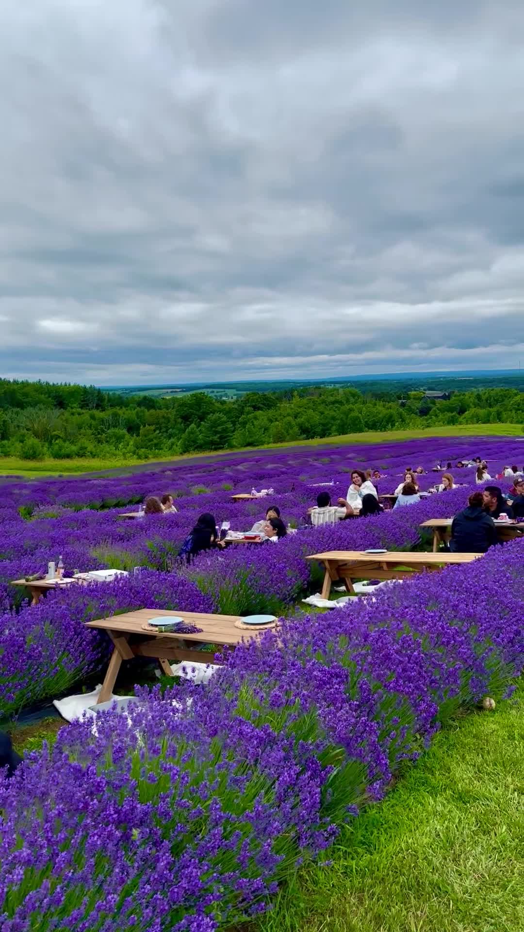 Purple Hill Lavender Farm
