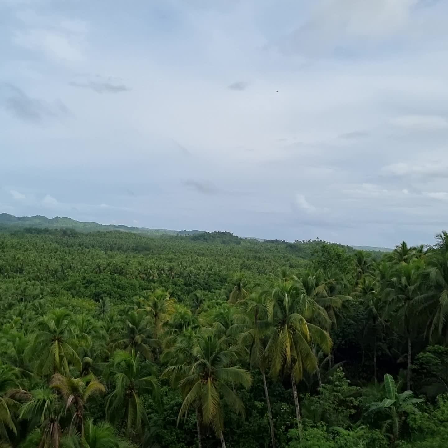 Coconut View Point