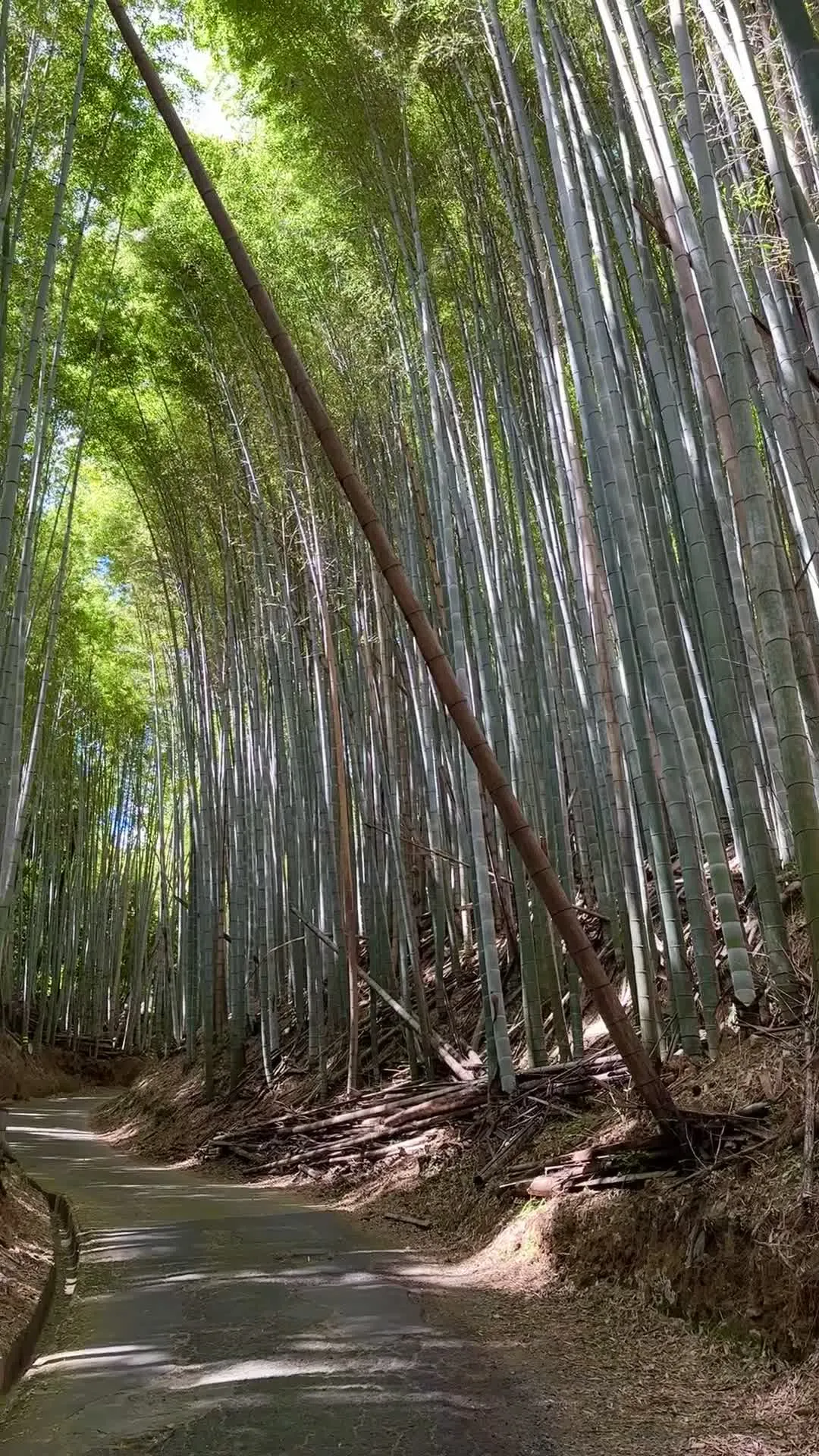 Empty Bamboo forest - Japan - Rexby