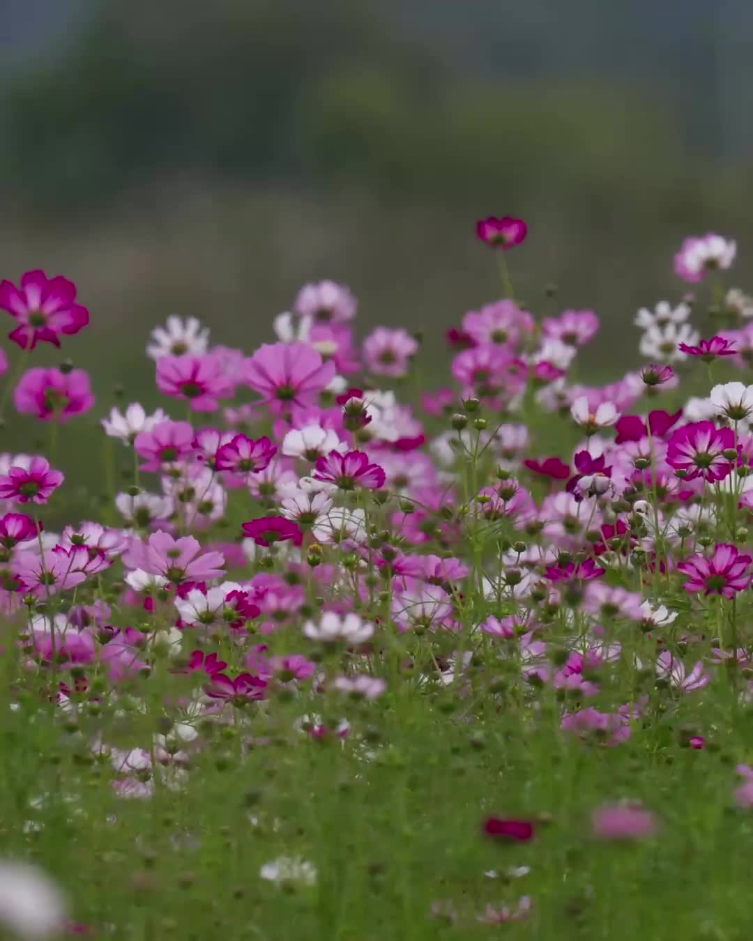 Inawashiro Herb Garden