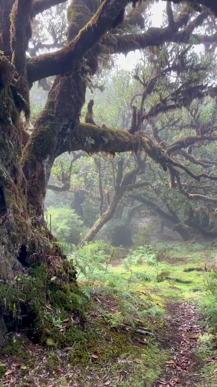 Ancient Fanal Forest