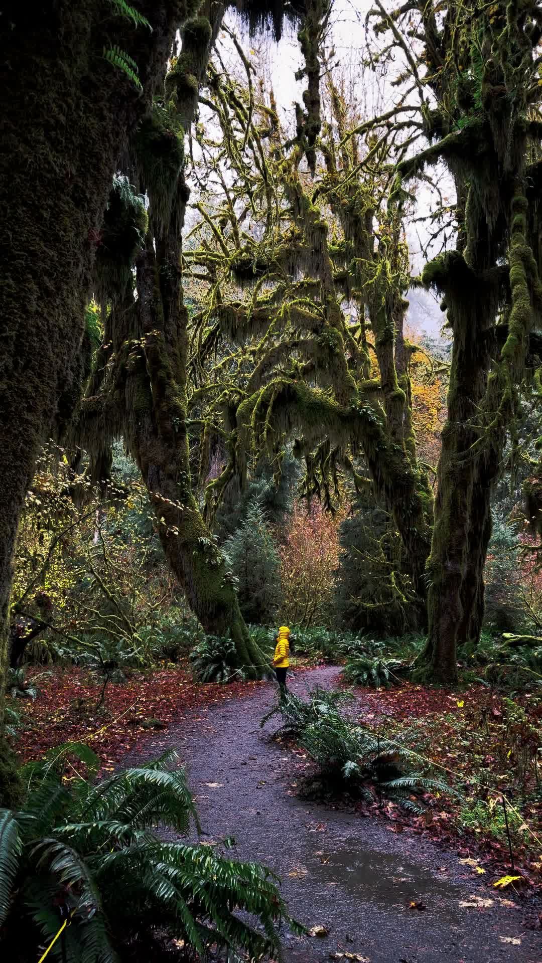 Hoh Rainforest