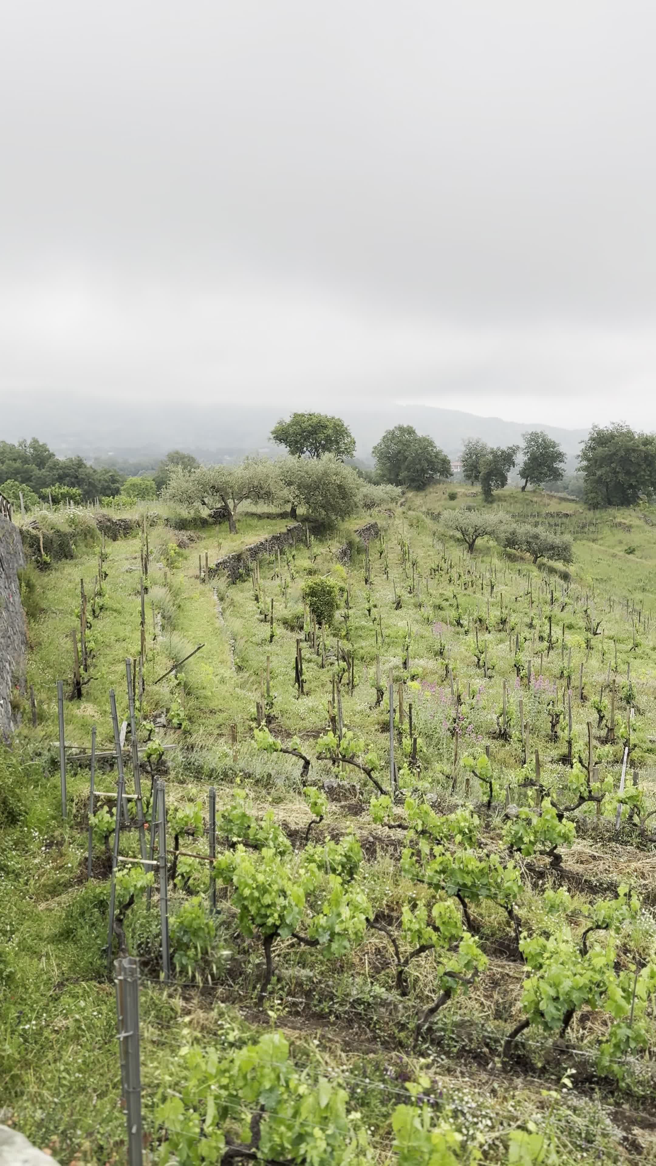 Azienda Agricola Signorelli