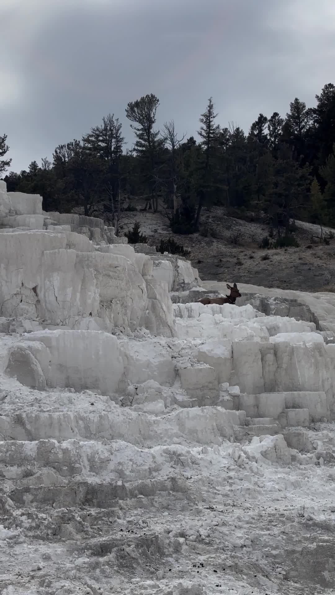 Mammoth Hot Springs