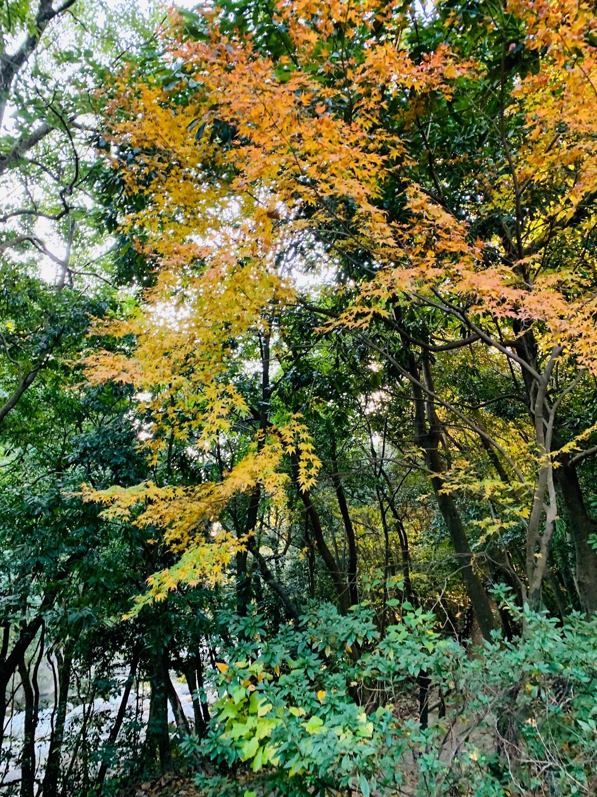 Sarugajo Valley - Rural Travels, Japan - Rexby