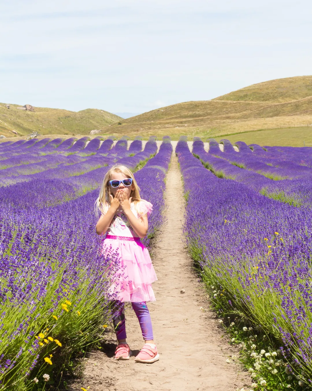 NZ Alpine Lavender