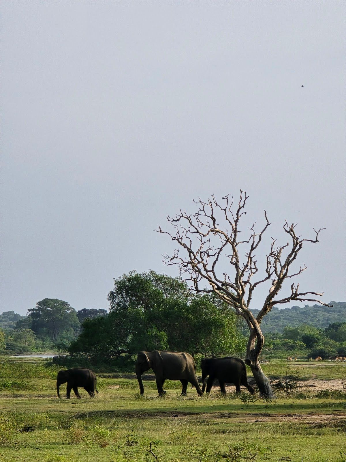 Parco nazionale di Yala