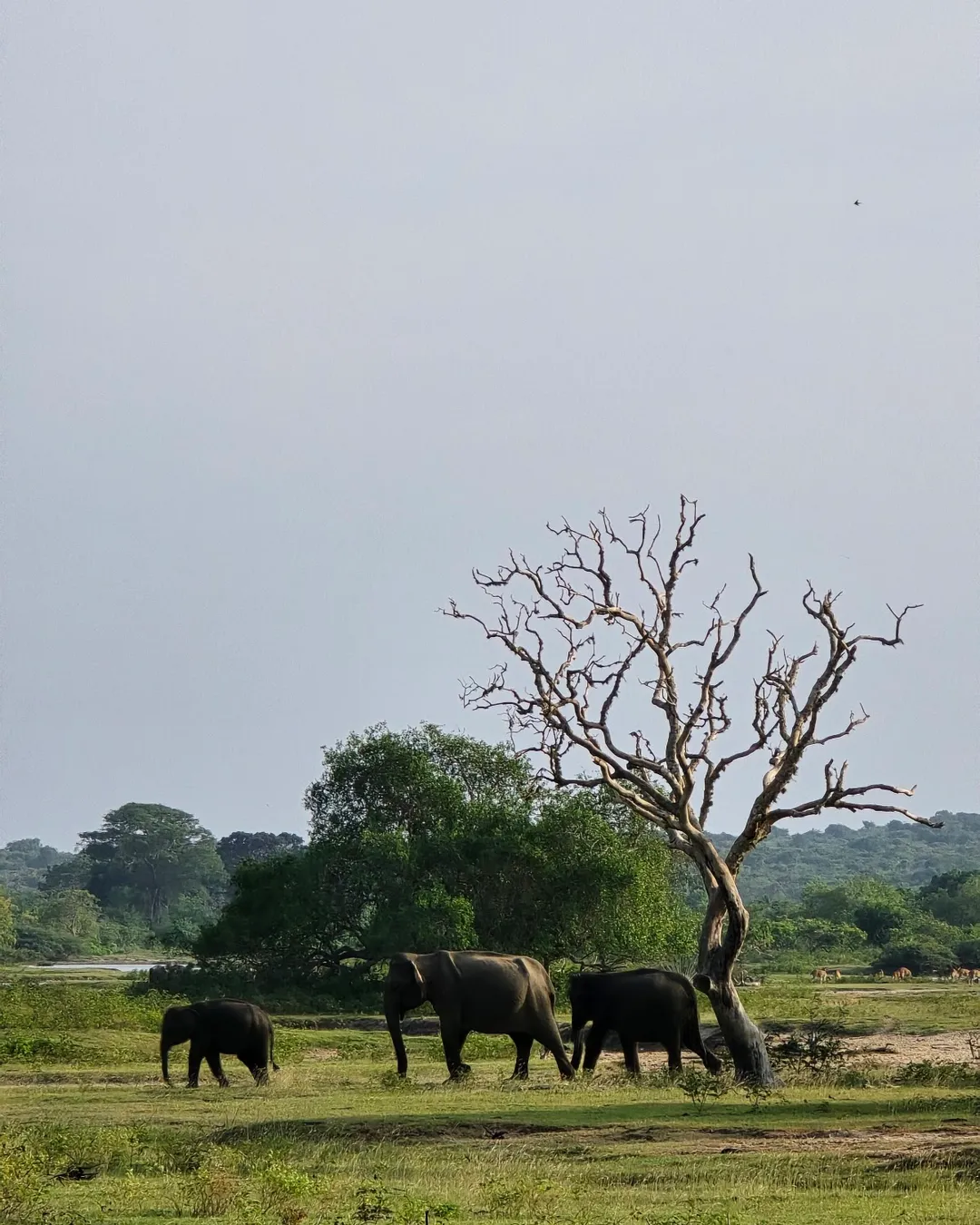 Parco nazionale di Yala
