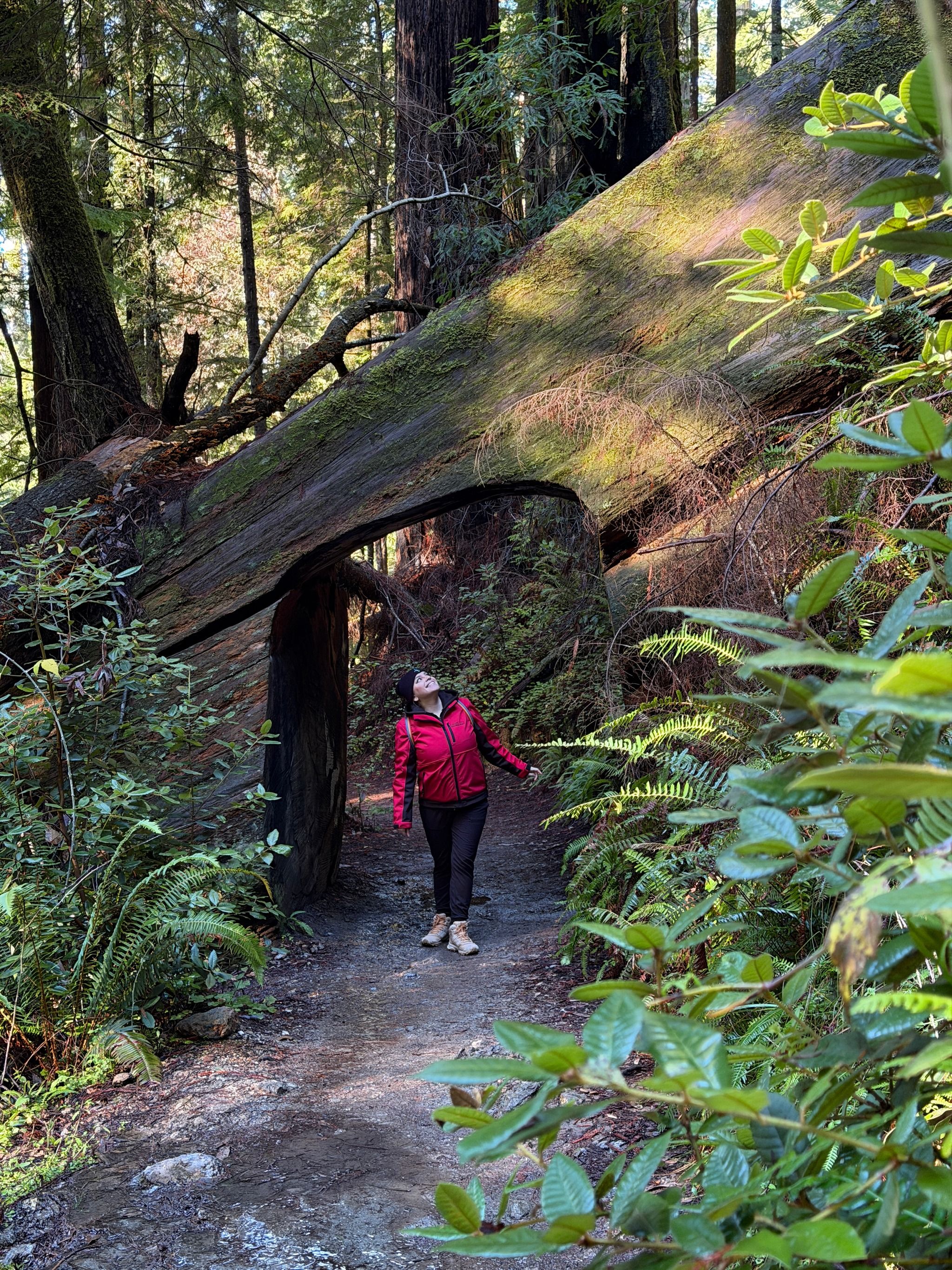 Tall Trees Trail