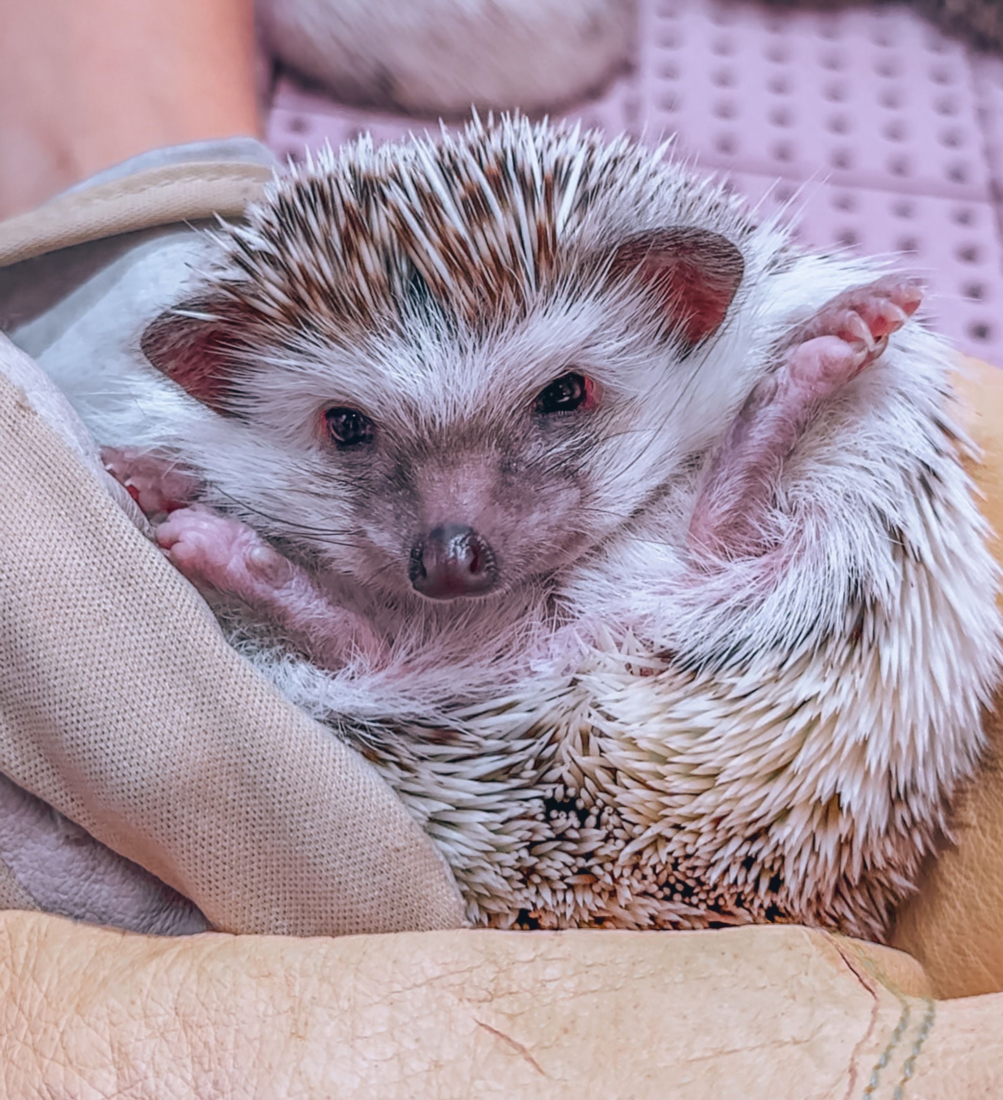 Hedgehog Cafe & Pet Store HARRY Harajuku