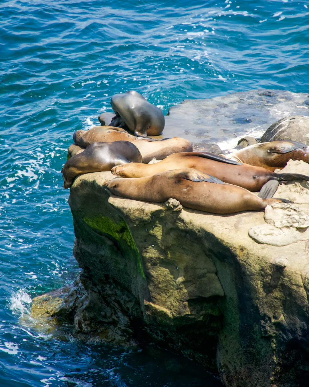 La Jolla Cove