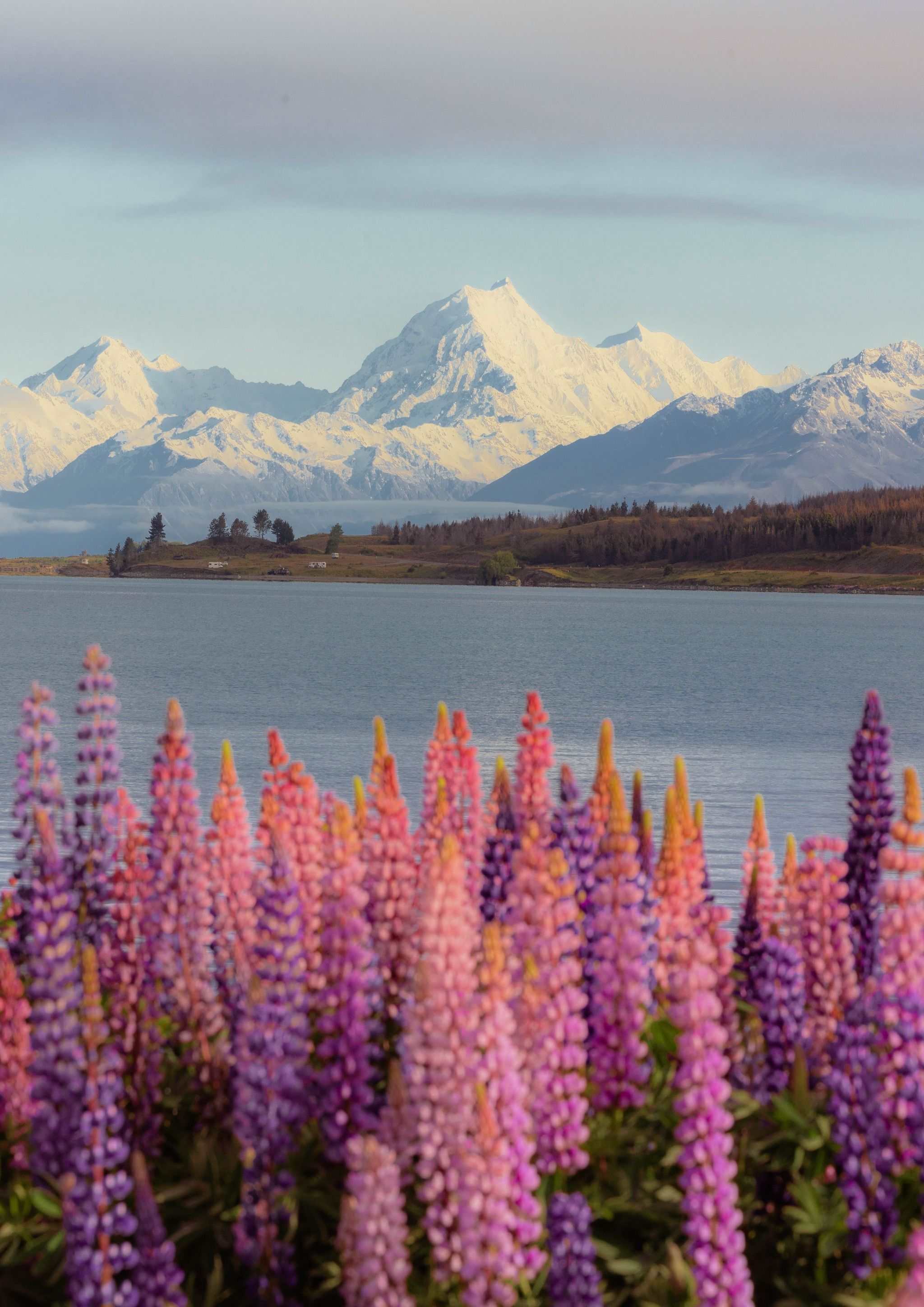 Lupin field with view of Mt Cook.