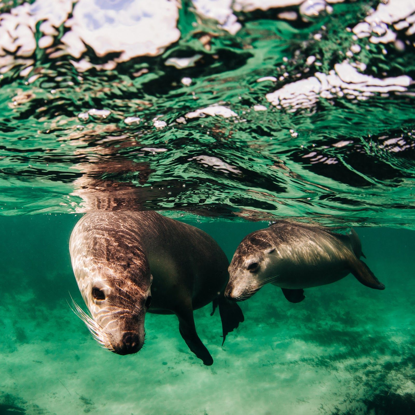 Baird Bay Experience