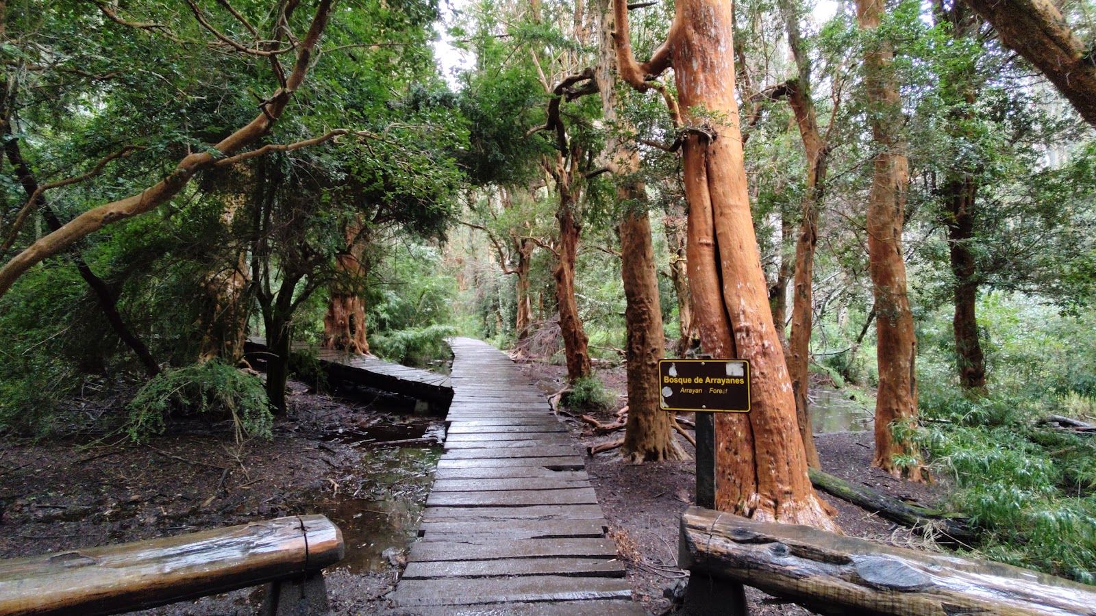 Sendero de los Arrayanes & Lago Moreno