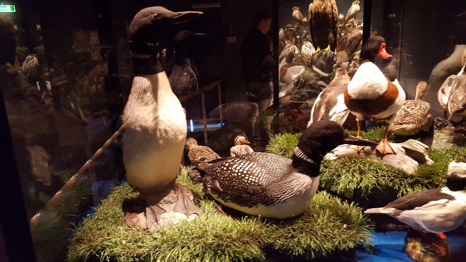 Sigurgeir's Bird Museum