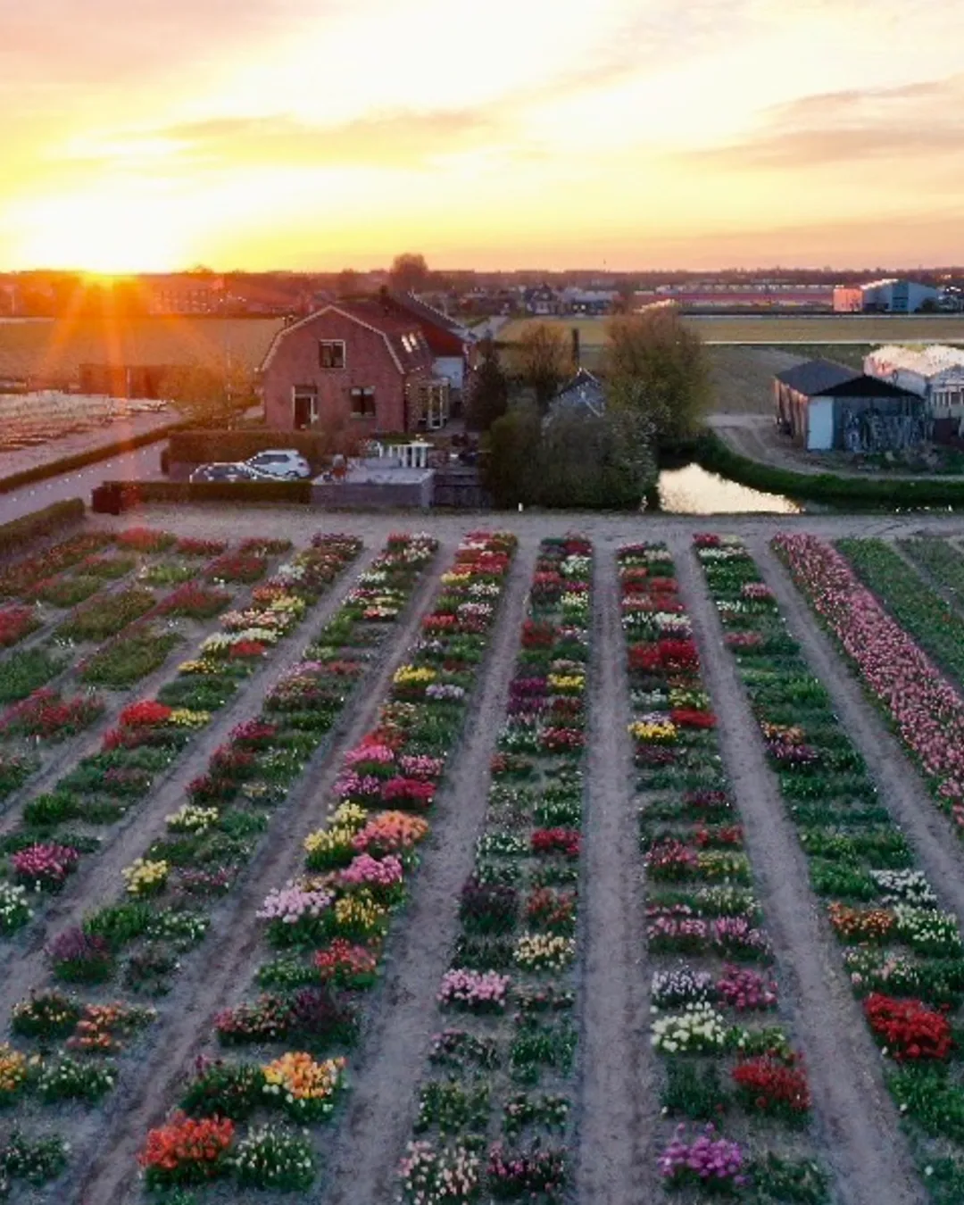 Tulips showgarden Voorhout