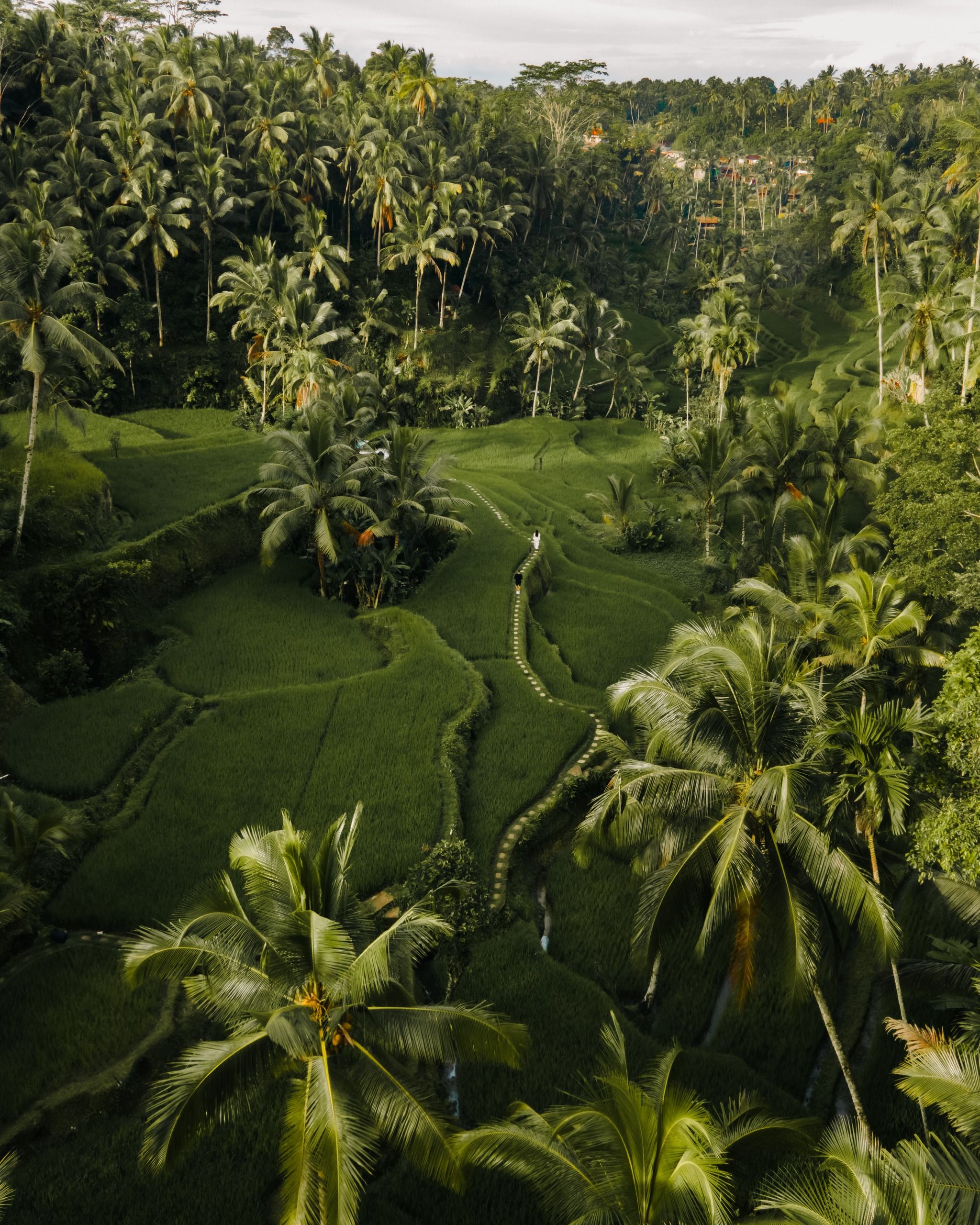 Ricefields Tegallalang