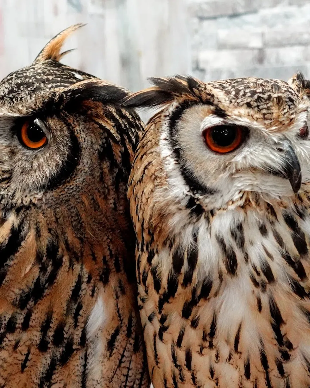 Owlpark ikebukuro