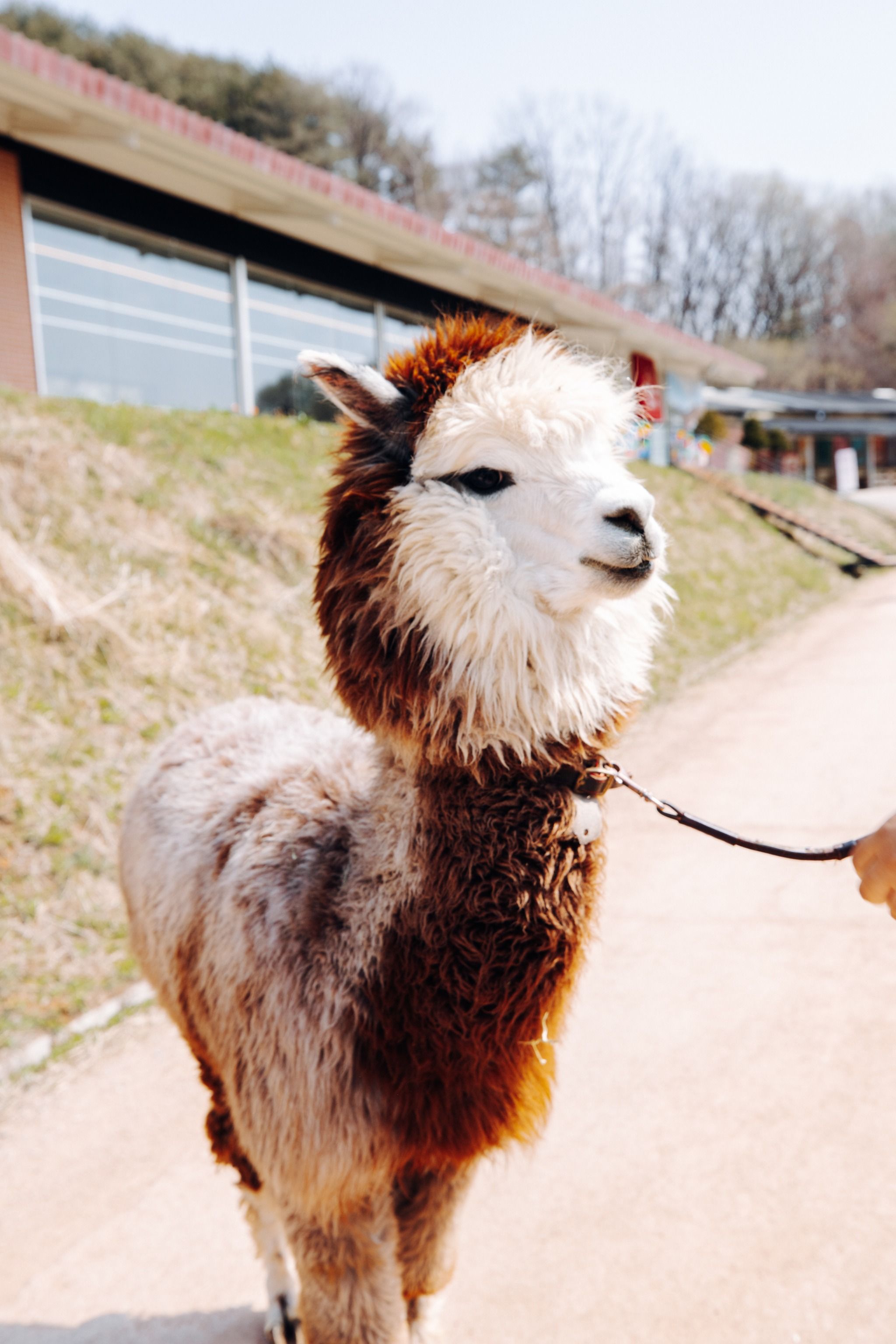 Alpaca World (알파카월드)