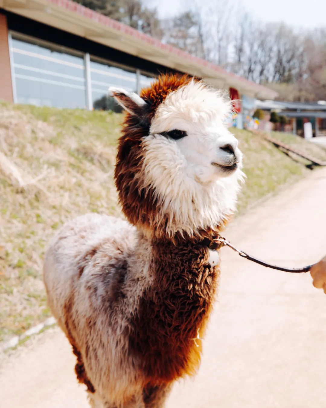 Alpaca World (알파카월드)