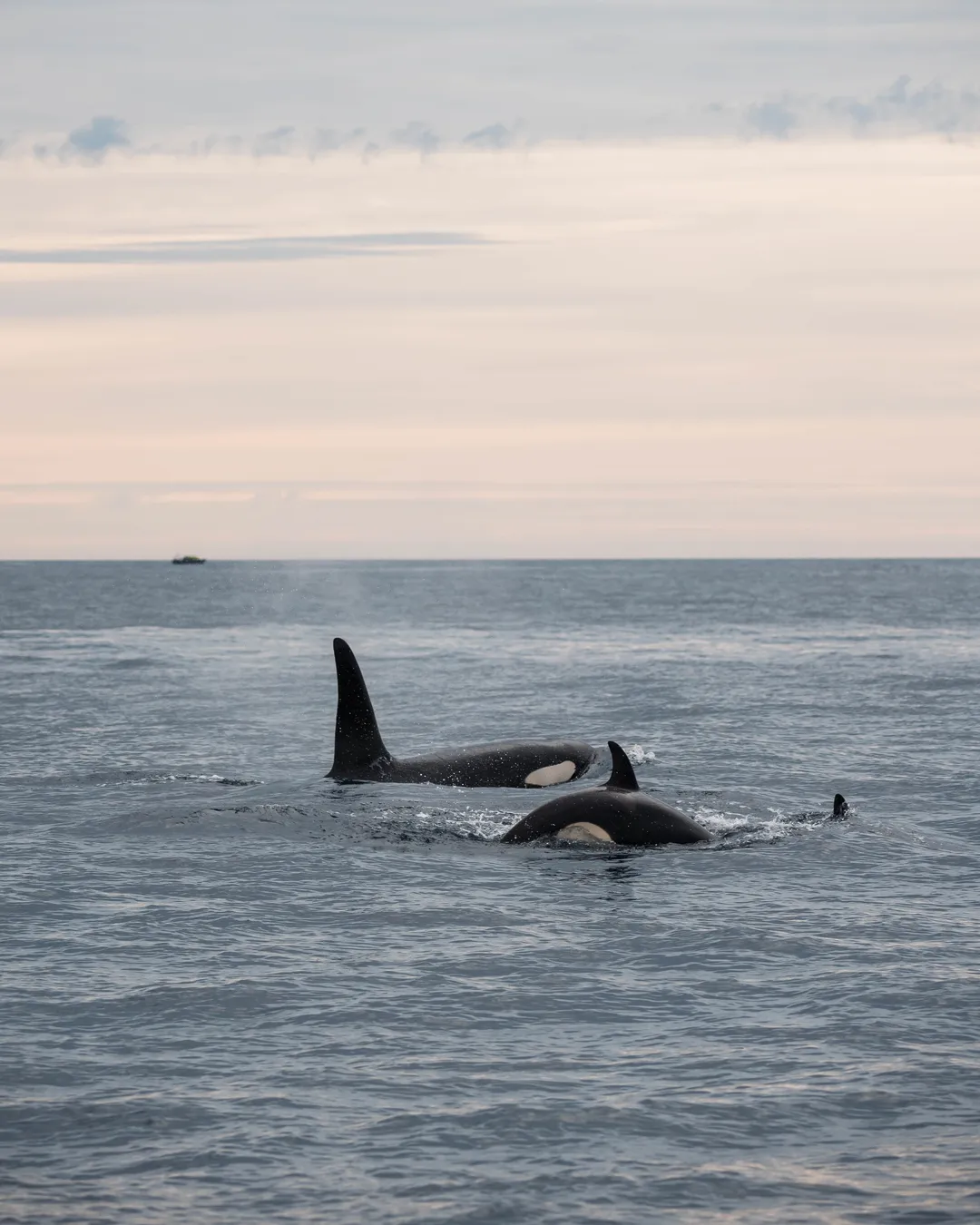 Whalesafari Andenes