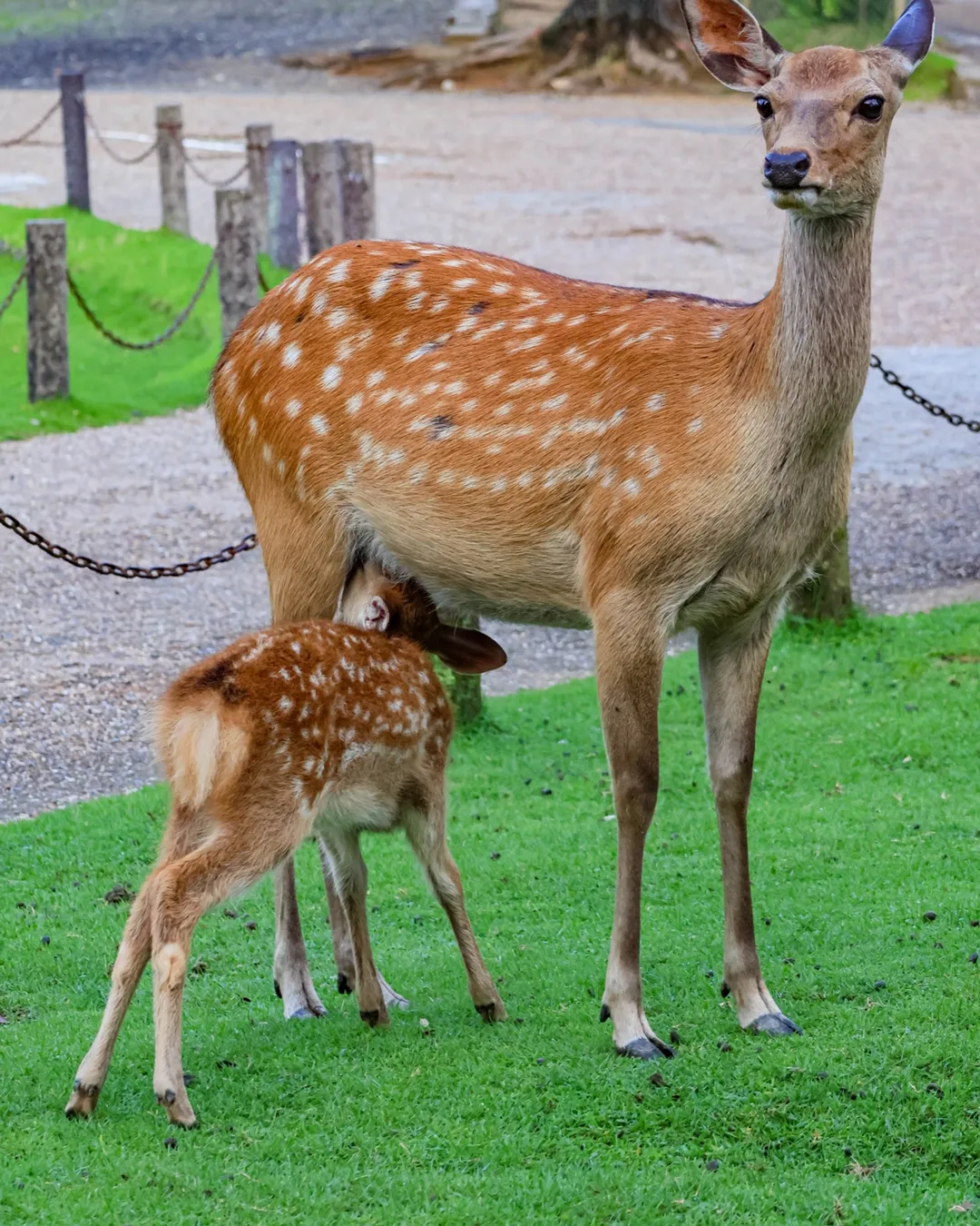 Nara Park