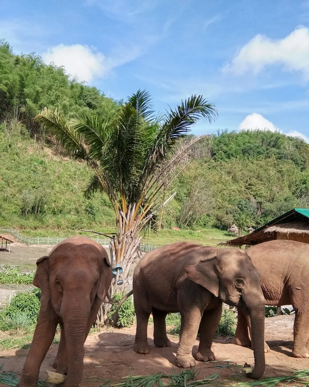 Elephant Steps Chiang Rai