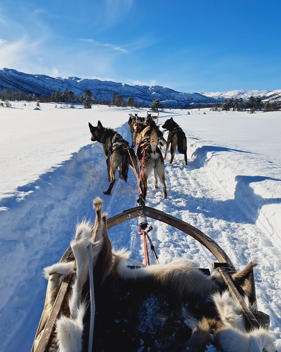 Geilo Husky