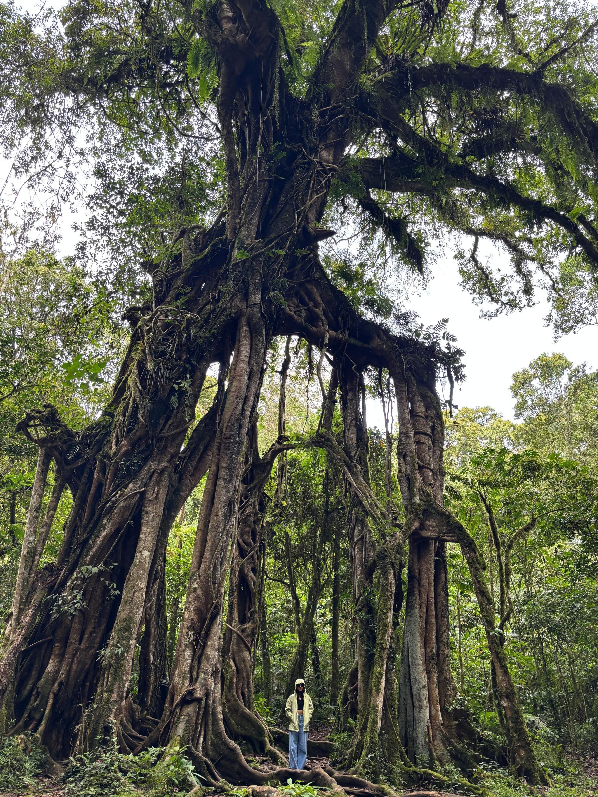Bali Botanical Garden