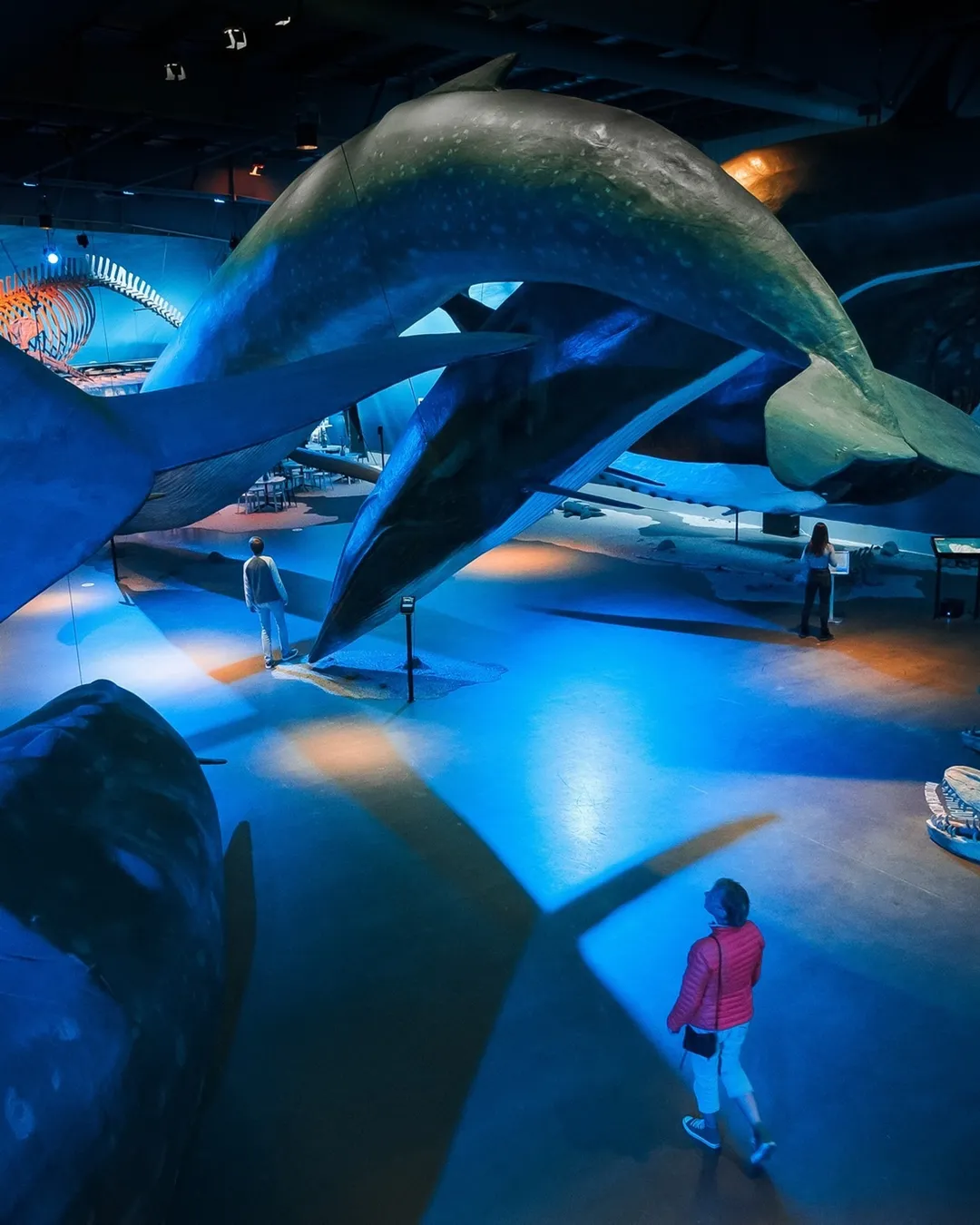 Whales of Iceland