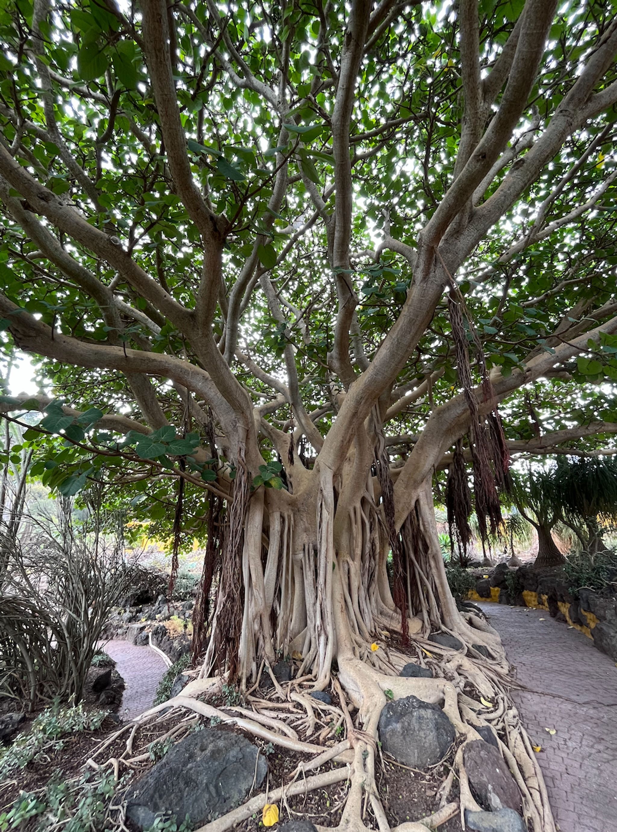Jardín Botánico Canario Viera y Clavijo