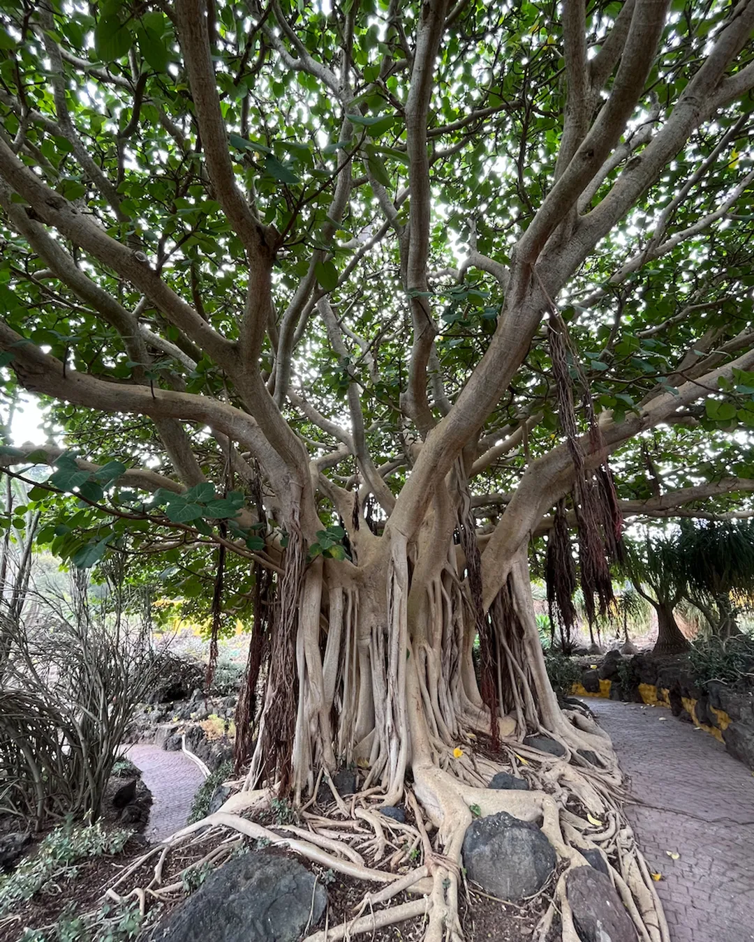 Jardín Botánico Canario Viera y Clavijo