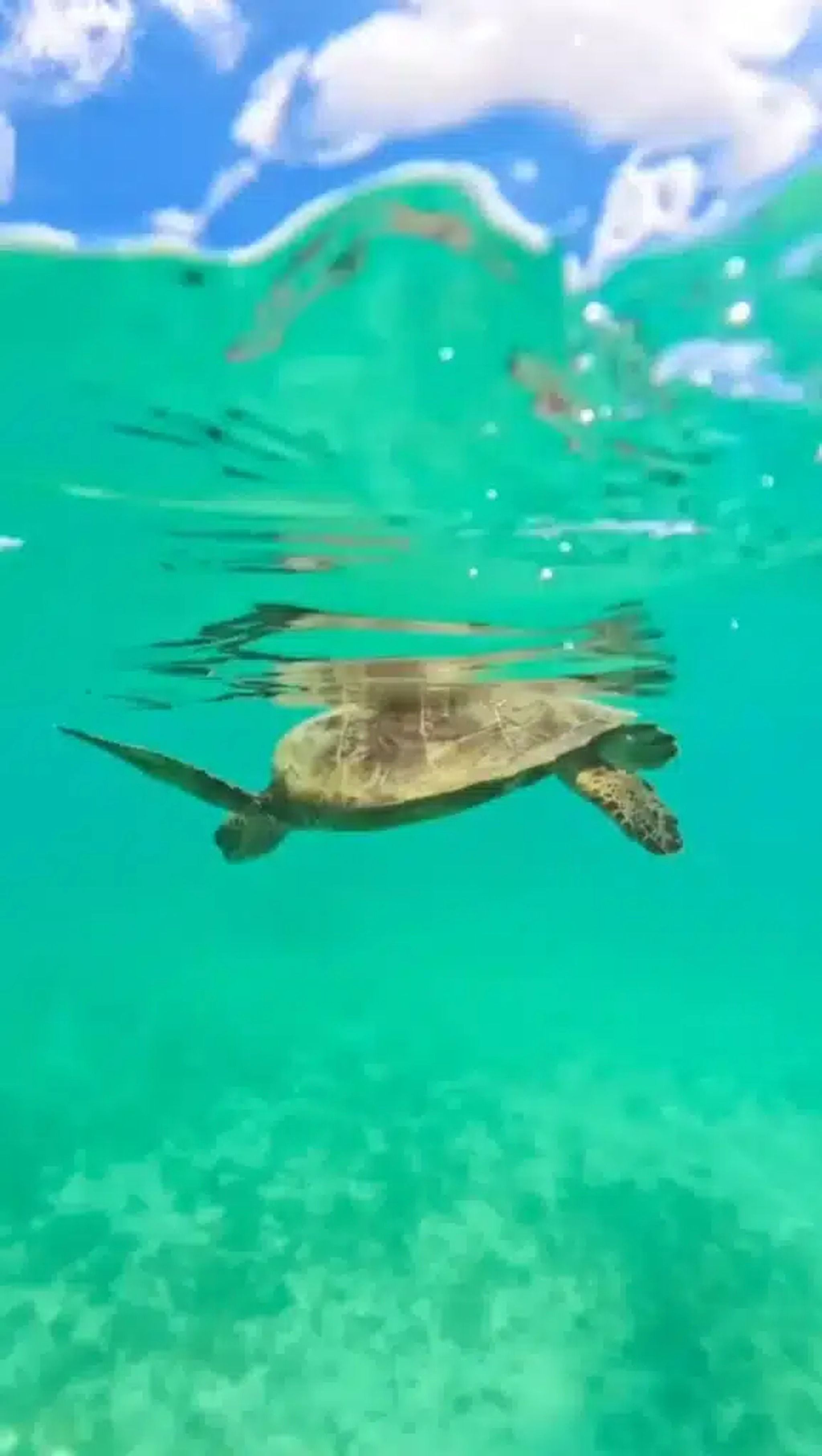 Turtle & Reef Snorkeling + SUP or Canoeing Tour with Guide