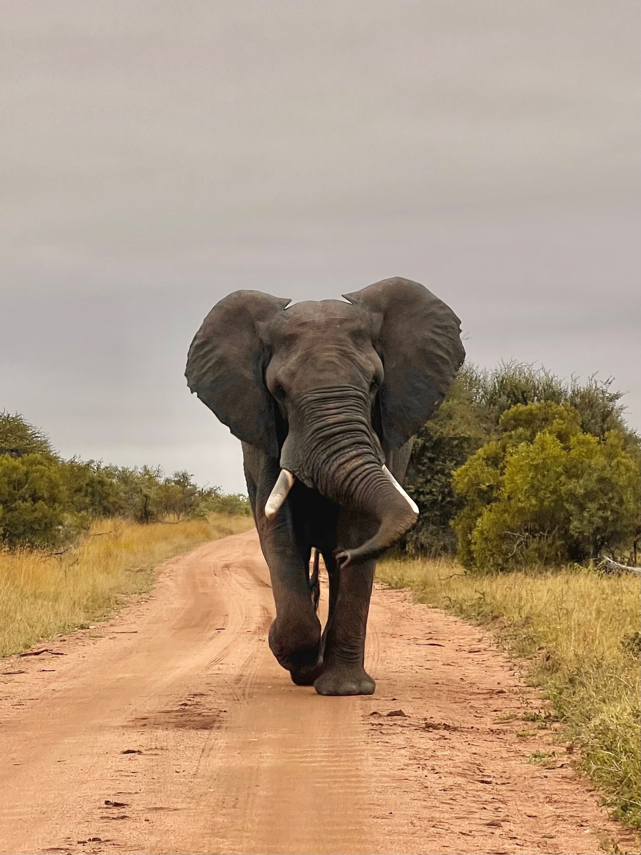 Nationaal park Kruger