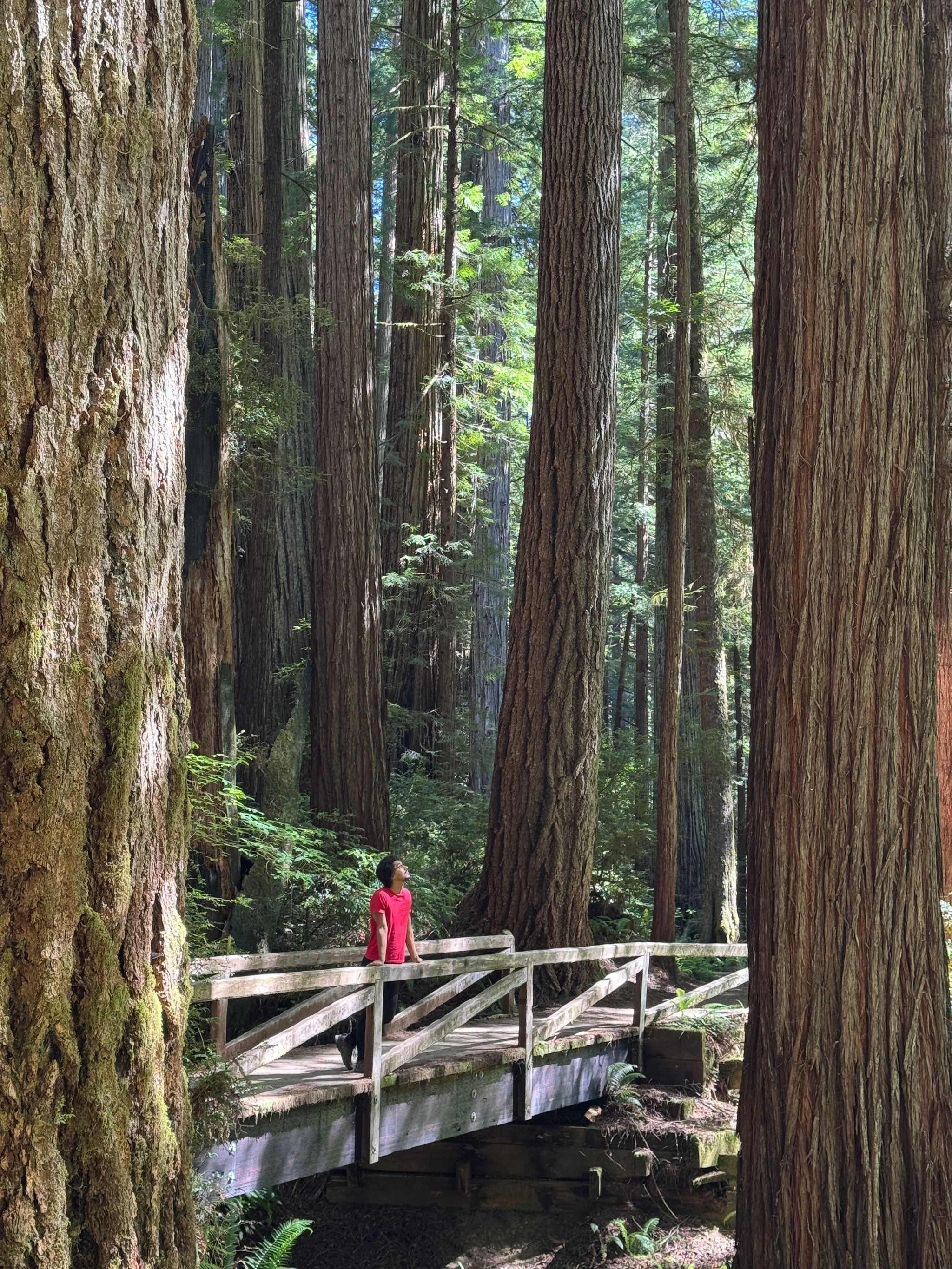 Prairie Creek Redwoods State Park