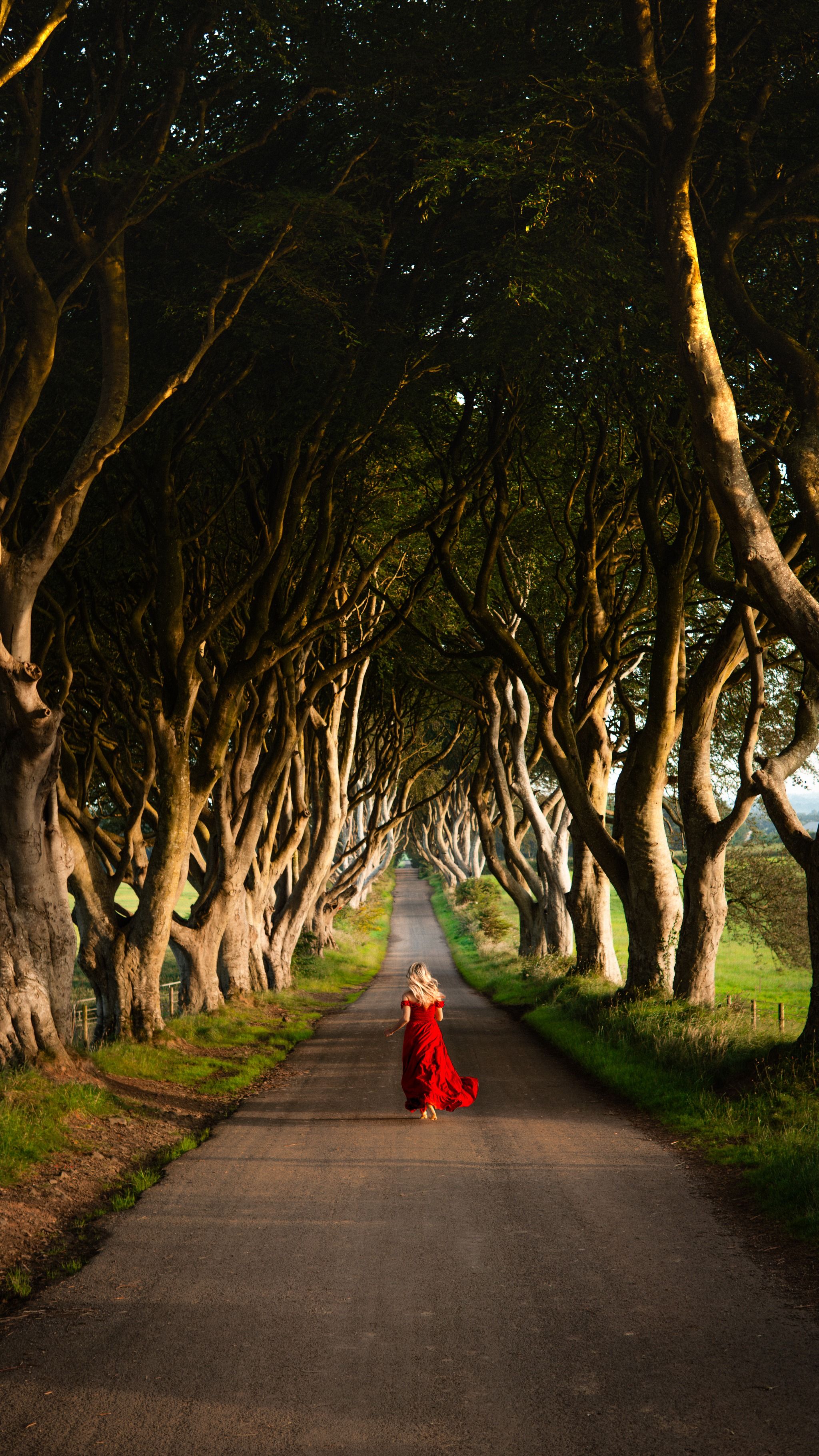 The Dark Hedges