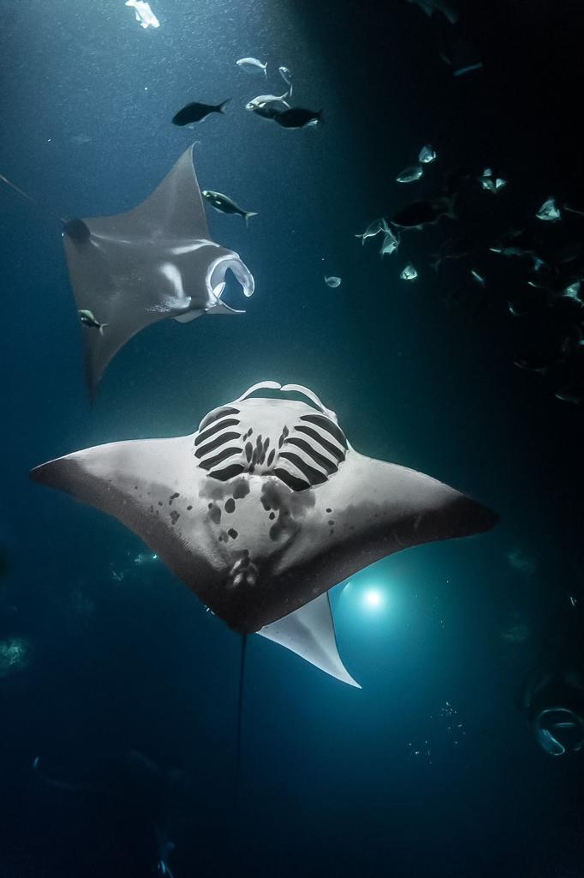 Swim with Mantas