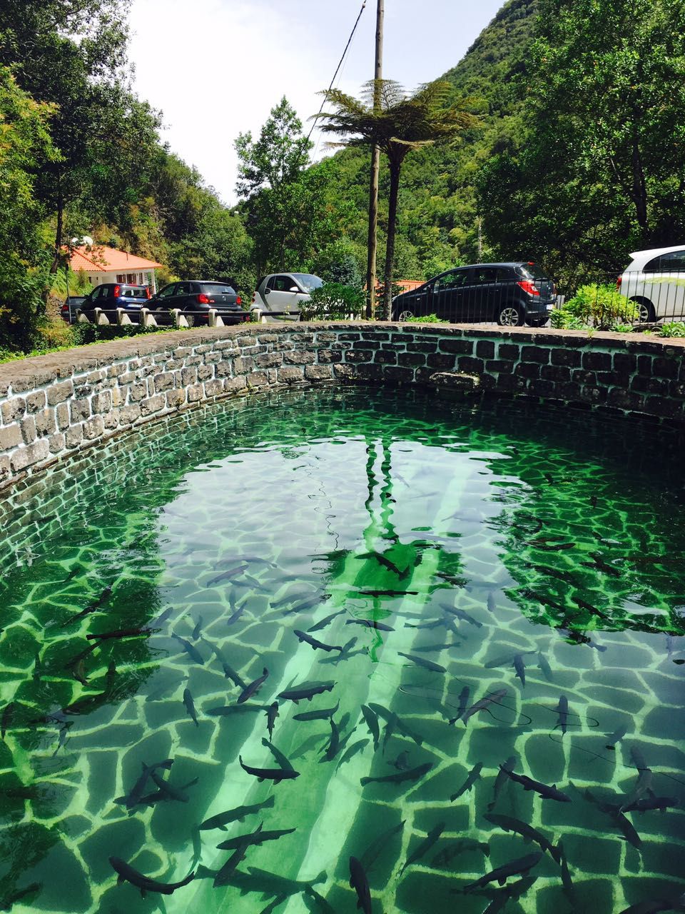 Trout farm of Ribeiro Frio