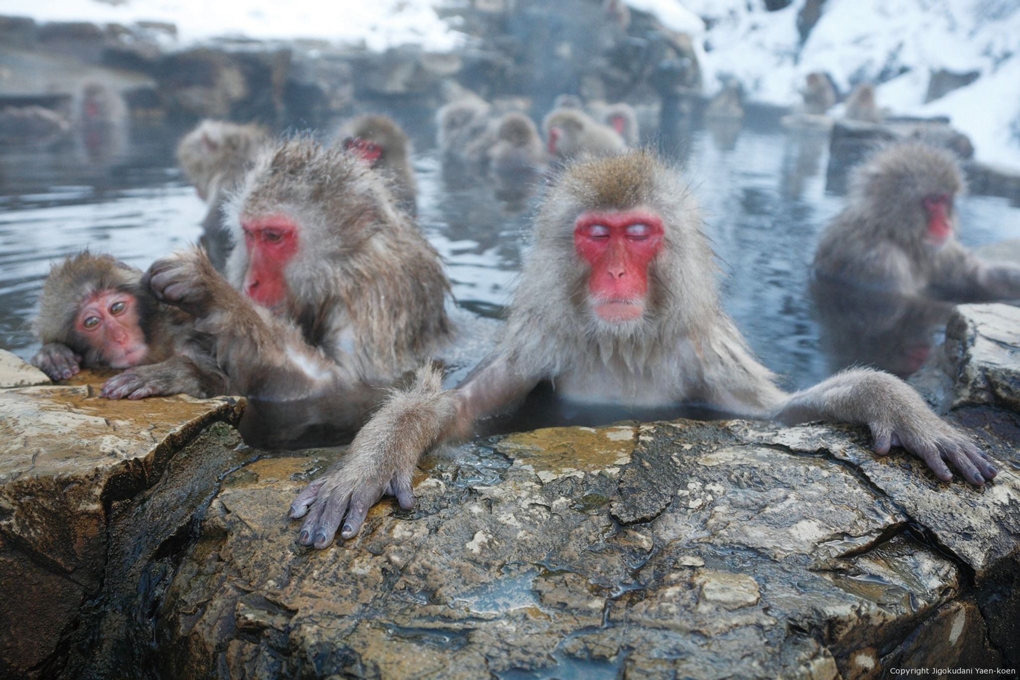 Snow Monkey Park (Jigokudani Yaen Koen)