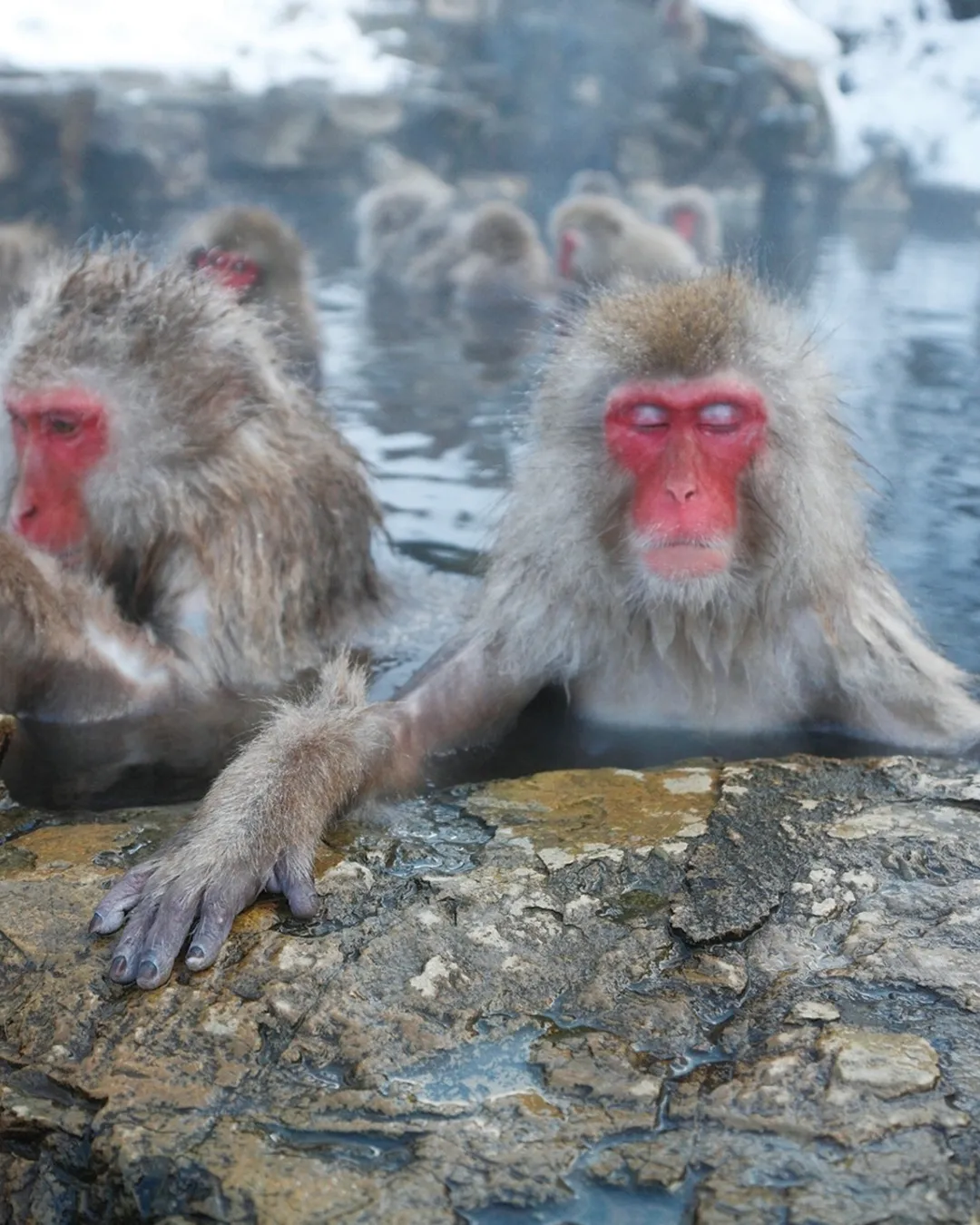 Snow Monkey Park (Jigokudani Yaen Koen)
