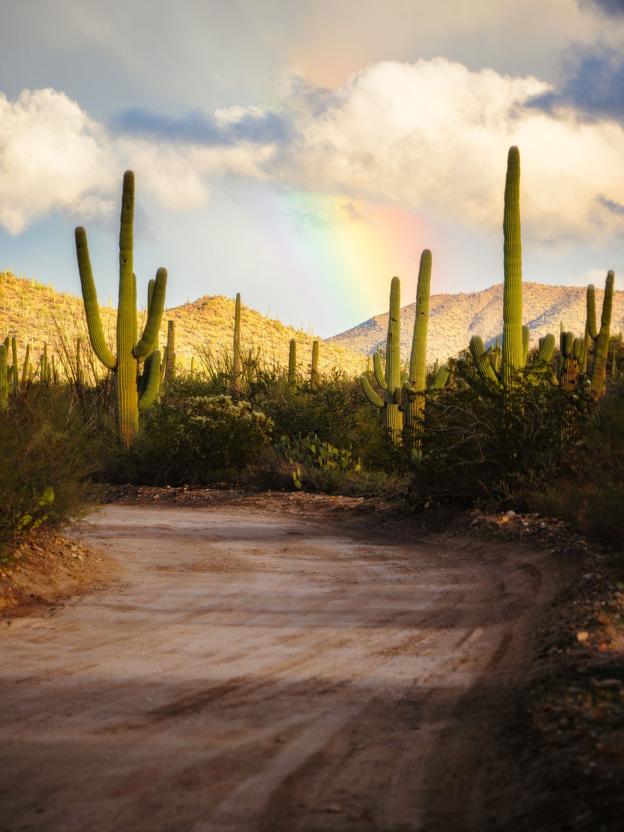 Saguaro National Park