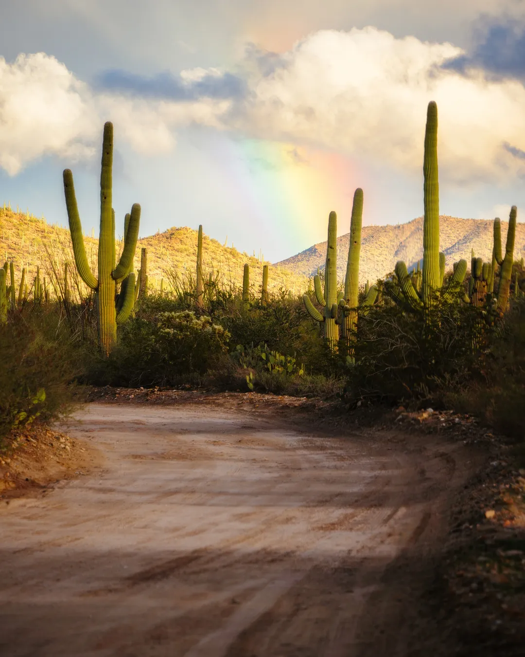 Saguaro National Park