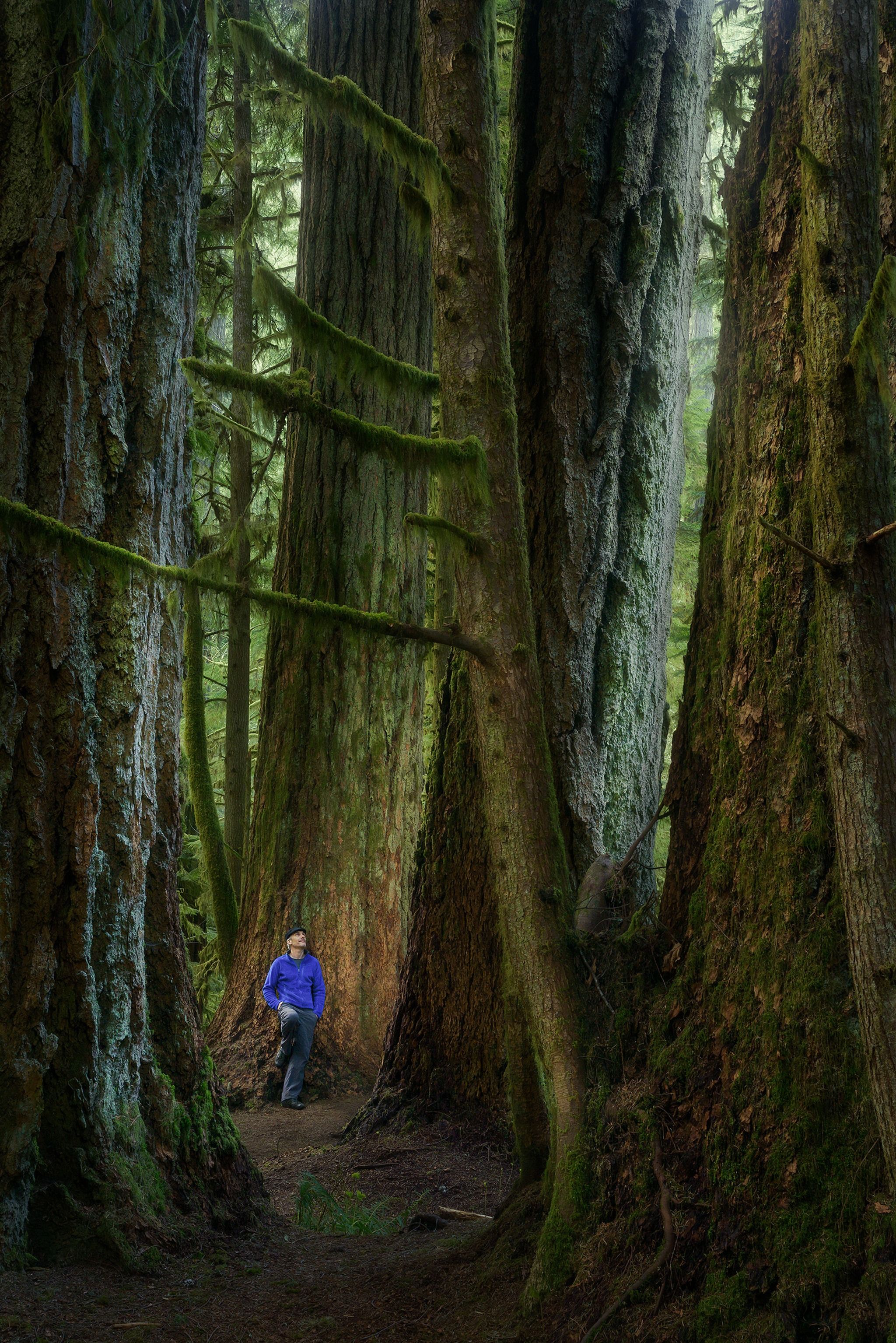 Cathedral Grove