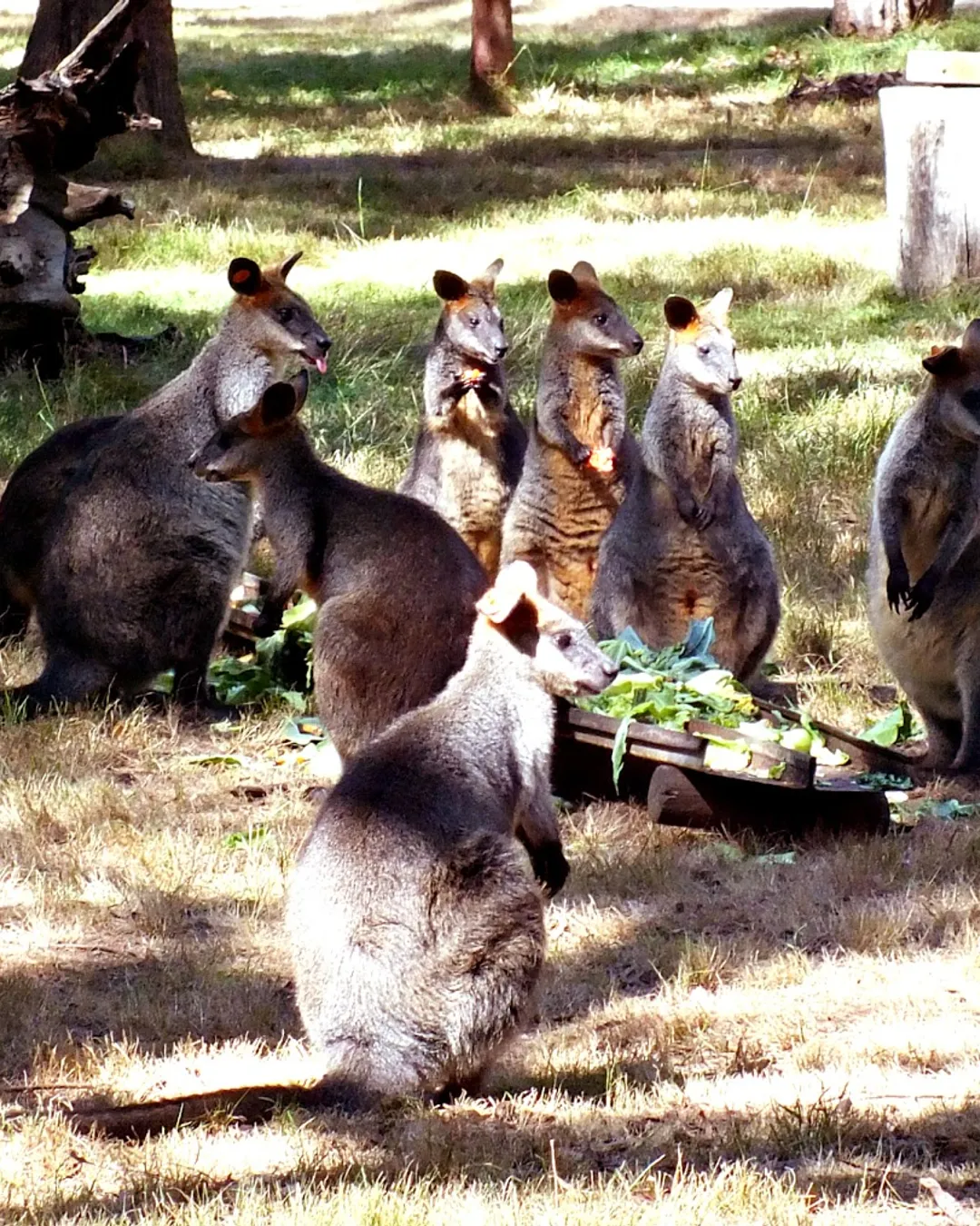 Australian Wildlife Sanctuary