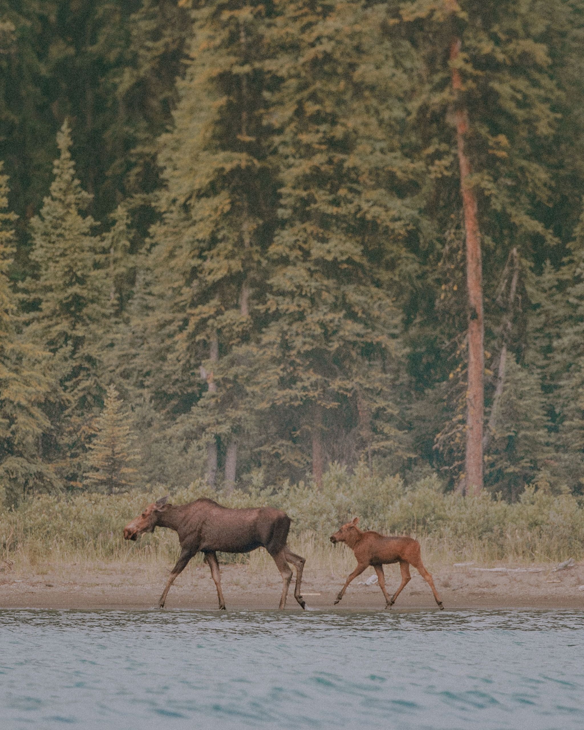 Maligne Lake Cruise