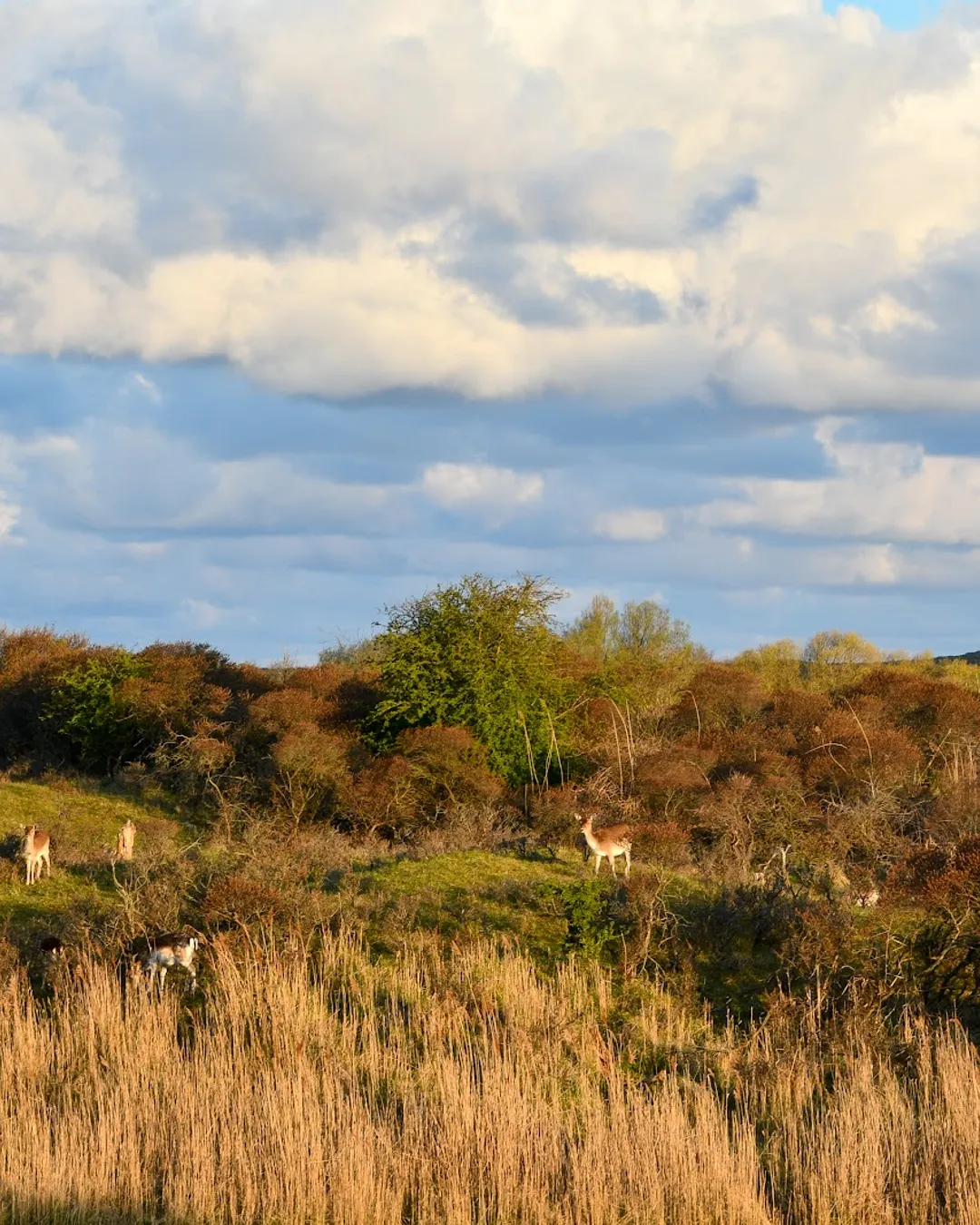 Amsterdamse Waterleidingduinen