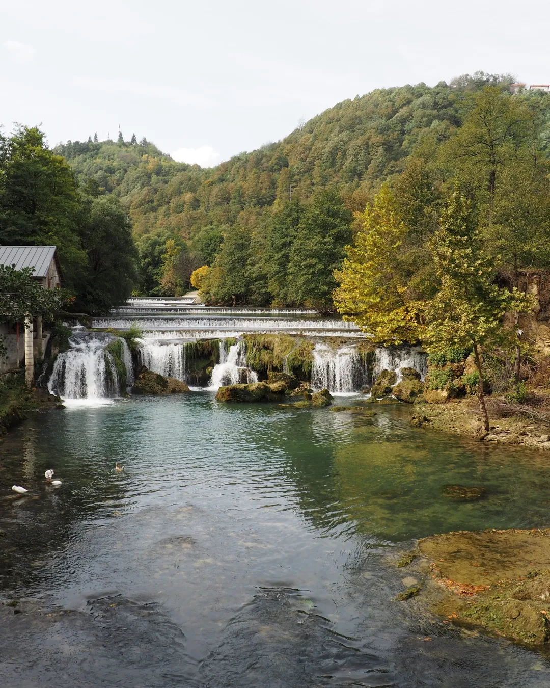 Kostelski buk