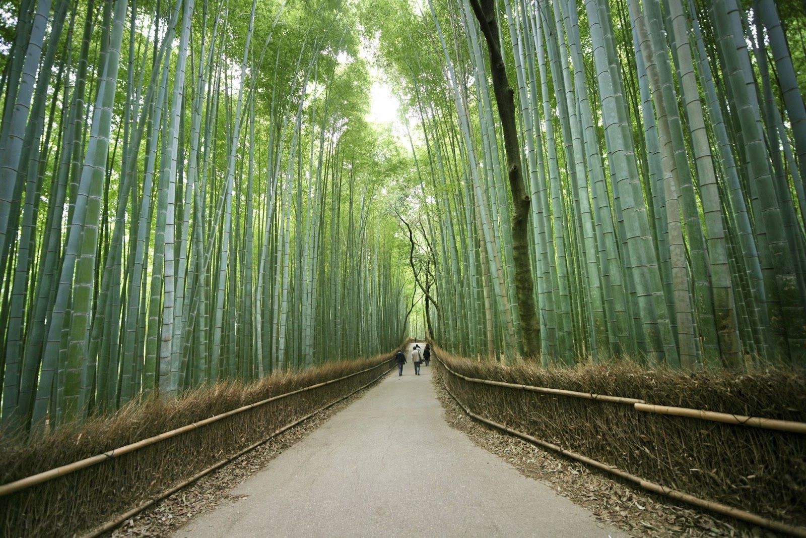 Arashiyama Nakaoshitacho