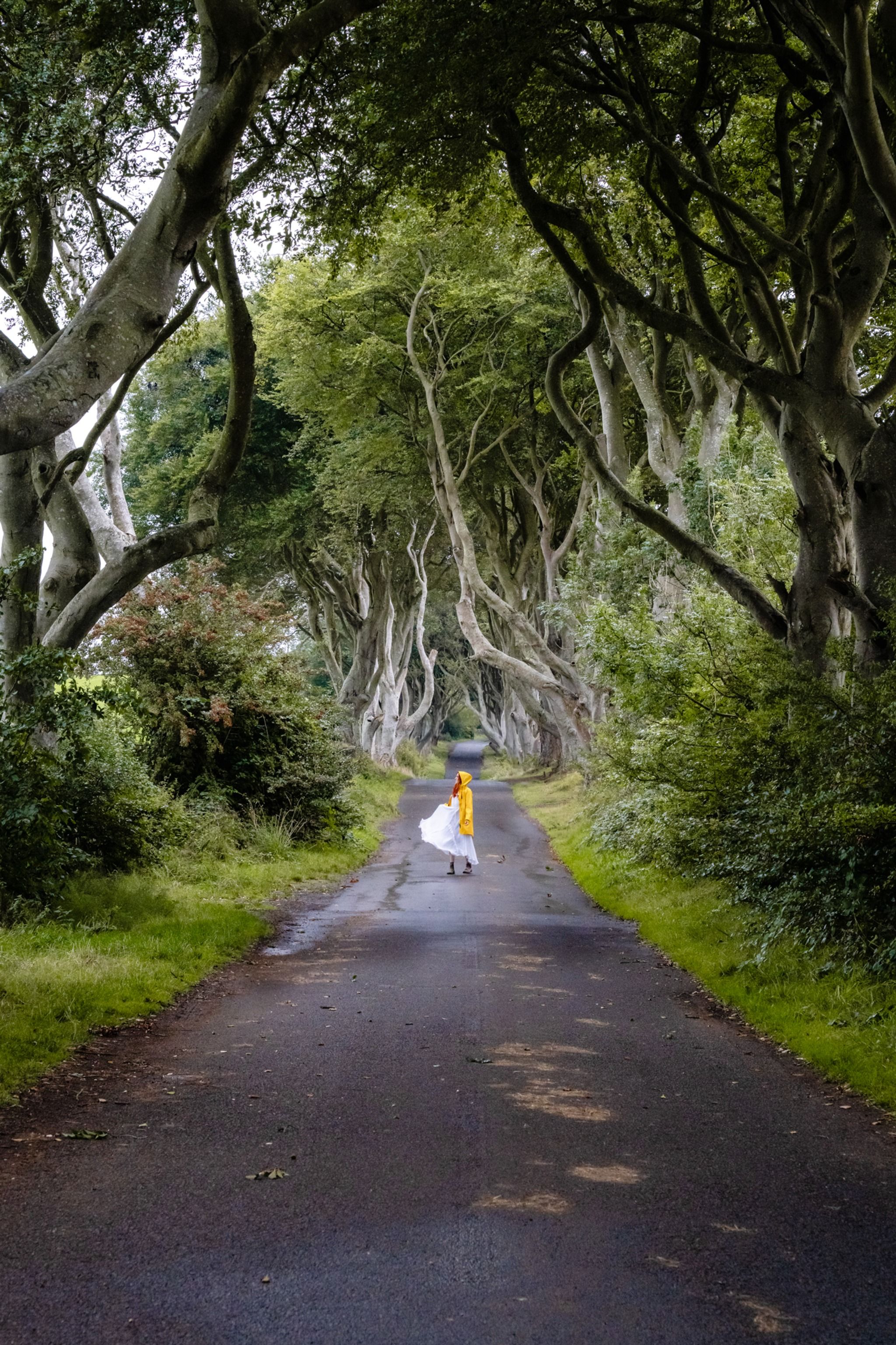 Dark Hedges & Dark Hedges Estate
